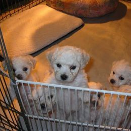 Bichon Frise Puppies from Destiny Bichons