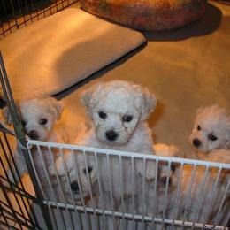 Bichon Frise Puppies from Destiny Bichons
