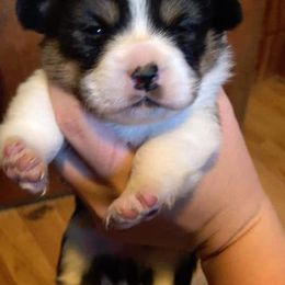 Pembroke Welsh Corgi Puppies from McFadden's Corgis