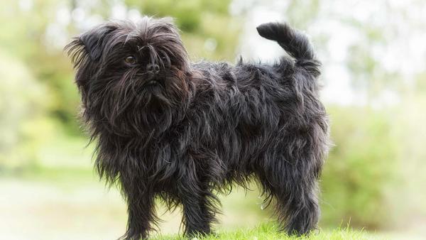 Find Affenpinscher puppies for sale near Lawrence, KS