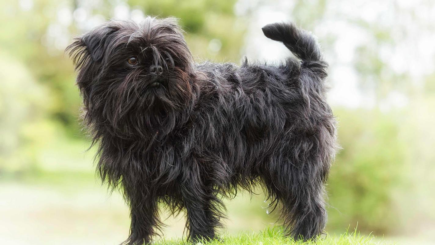 Affenpinscher