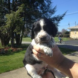 English Springer Spaniel Puppies from Saxonburg Springers