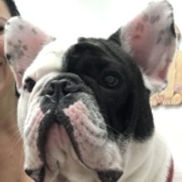 Fat Boy - French Bulldog