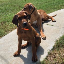 Rhodesian Ridgeback and Weimaraner Puppies from PC Farms