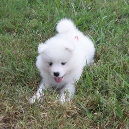 Samoyed Puppies from Seaside Samoyeds