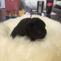 French Bulldog Puppies from Cedar Croft Kennel