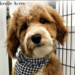 Finley - Goldendoodle