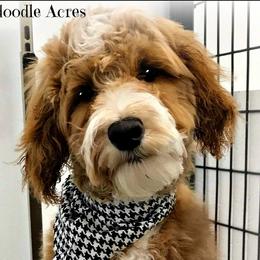 Finley - Goldendoodle