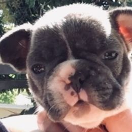French Bulldog Puppies from Monarchy's Finest French Bulldogs