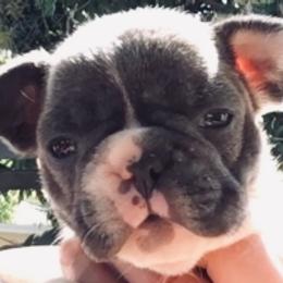 French Bulldog Puppies from Monarchy's Finest French Bulldogs
