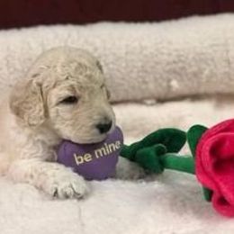 Standard Poodle Puppies from D and D Standard Poodles