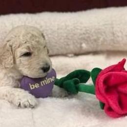 Standard Poodle Puppies from D and D Standard Poodles