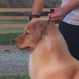 Kindle - Golden Retriever