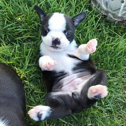 Boston Terrier Puppies from Blue Chick Farm