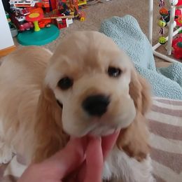 Cocker Spaniel Puppies from Cocoa's Cockers