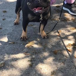 Boston Terrier and French Bulldog All Grown Up from Eclipse Bulldogs