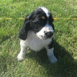 English Springer Spaniel Puppies from Rocky Mountain Springer Spaniels