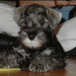 Miniature Schnauzer Puppies from Aristos