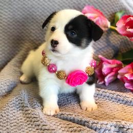 French Bulldog and Pembroke Welsh Corgi Puppies from Laurel Canyon Kennels