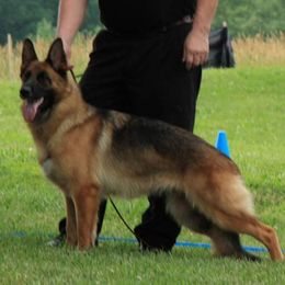 Waldo - Australian Shepherd