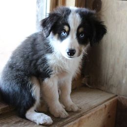 Miniature Australian Shepherd Puppies from Free Spirit Ranch
