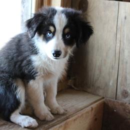 Miniature Australian Shepherd Puppies from Free Spirit Ranch