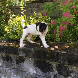 Jack Russell Terrier Puppies from Diamond Gates Jack Russel Terriers