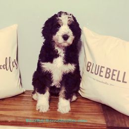 Blue Bell Bernedoodles breeder of Bernedoodle