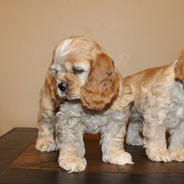 Chole's Cocker Spaniels breeder of Cocker Spaniel