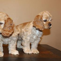Chole's Cocker Spaniels breeder of Cocker Spaniel