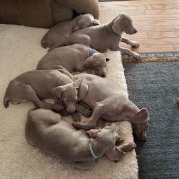 Weimaraner Puppies from Split Rock Weimaraners