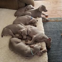 Weimaraner Puppies from Split Rock Weimaraners