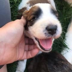 Saint Berdoodle Puppies from My-T Saint Berdoodles