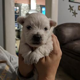 West Highland White Terrier Puppies from Langley's Moonshine Westies
