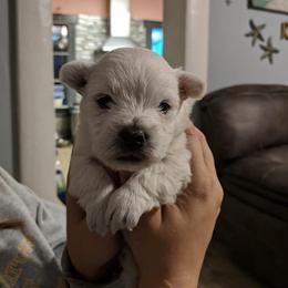 West Highland White Terrier Puppies from Langley's Moonshine Westies