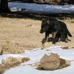 German Shepherd Puppies from Lost Creek German Shepherds LLC