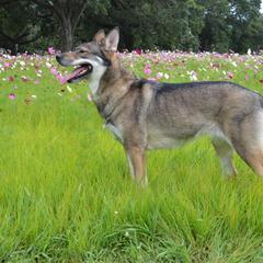 Clara - Siberian Husky