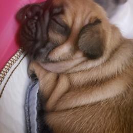 French Bulldog Puppies from Who's Your Bulldog? Kennel