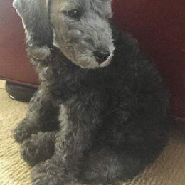 Bedlington Terrier and Bichon Frise Puppies from Patchwork Bedlington Terriers