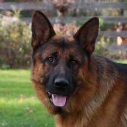 Xandan - German Shepherd