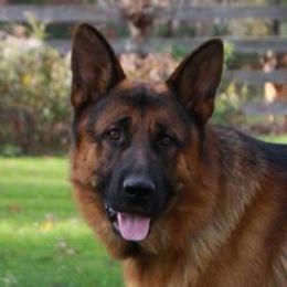 Xandan - German Shepherd