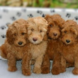 Tampa Bay Australian Labradoodles breeder of Australian Labradoodle