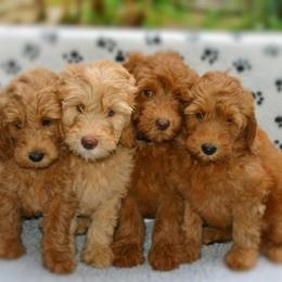 Tampa Bay Australian Labradoodles breeder of Australian Labradoodle