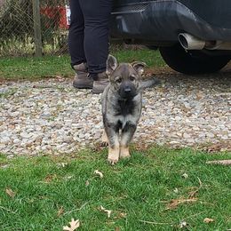 German Shepherd Puppies from Briskhof German Shepherd Dogs