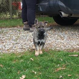 German Shepherd Puppies from Briskhof German Shepherd Dogs