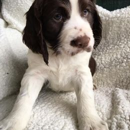 English Springer Spaniel Puppies from Rocky Mountain Springer Spaniels