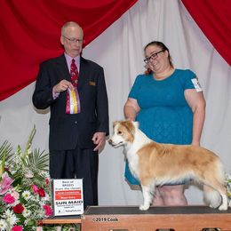 Ch. Balmoral I'll Make A Coat Out of You - Border Collie