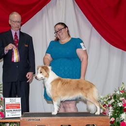Ch. Balmoral I'll Make A Coat Out of You - Border Collie