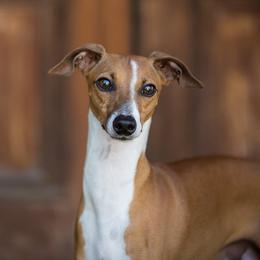 Tango - Italian Greyhound