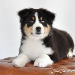 Spur Strap Miniature Australian Shepherds breeder of Miniature Australian Shepherd